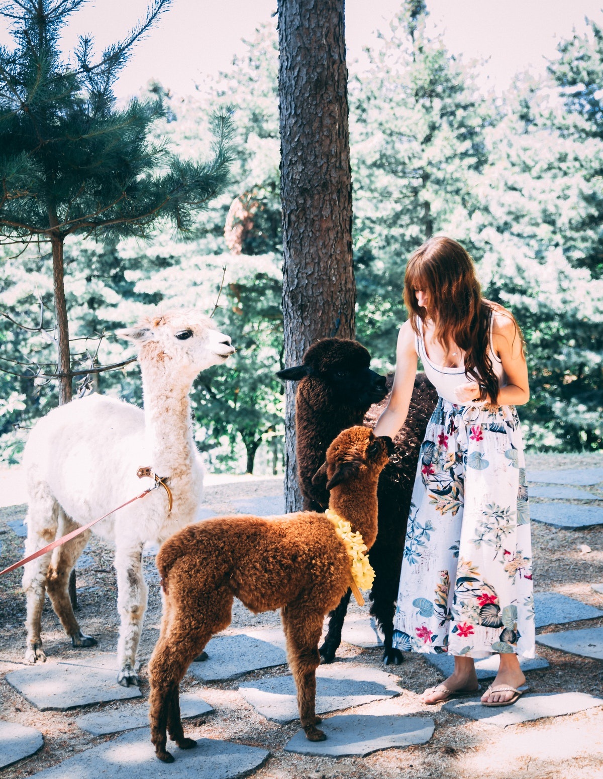 Mujer paseando con alpacas